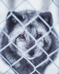 Close-up portrait of a fox