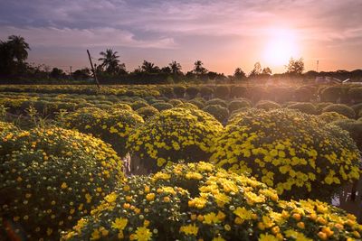 Scenic view of yellow flower field against sky during sunset