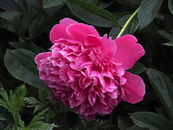 Close-up of pink flowers blooming outdoors