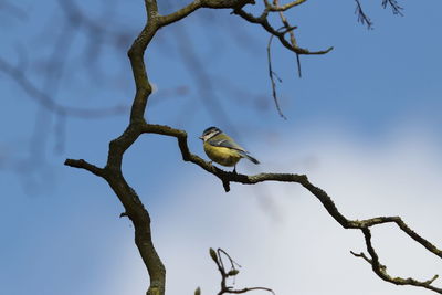 Low angle view of bird perching on branch against sky