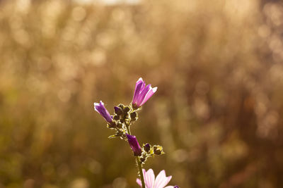 Close-up of pink flowering plant