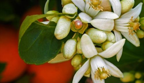 Close-up of fruits growing on tree