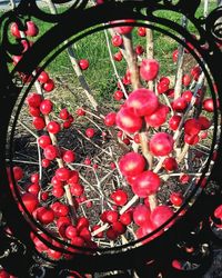 Close-up of wet red water