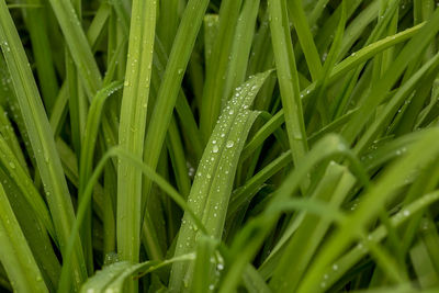 Full frame shot of wet grass