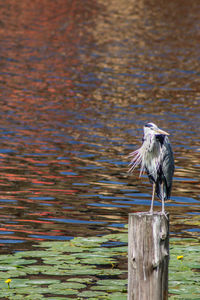 Bird perching on wooden post