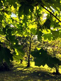 Trees growing in sunlight