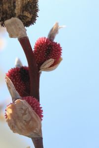 Low angle view of red flowering plant against clear sky