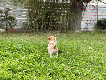 Portrait of a dog on field