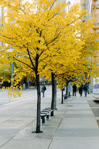 Street amidst trees during autumn