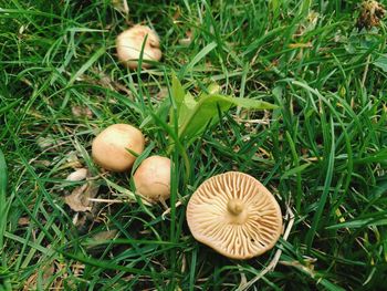 High angle view of mushrooms on grass