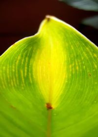 Close-up of green flower