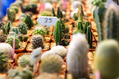 Cactus for sale at market stall
