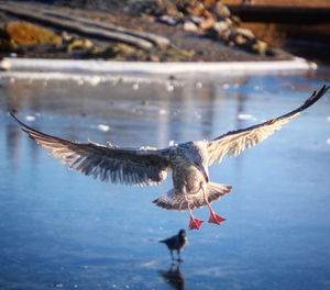 Seagulls flying over lake