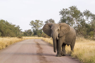 Elephant walking on road amidst plants against sky