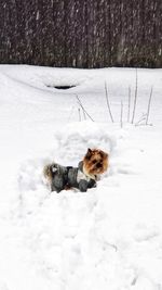 View of dog on snow covered land