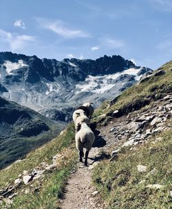 Goats on field against sky