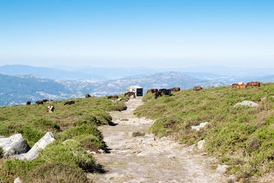 Herd of horses grazing on the mountain in baiona, galicia - spain