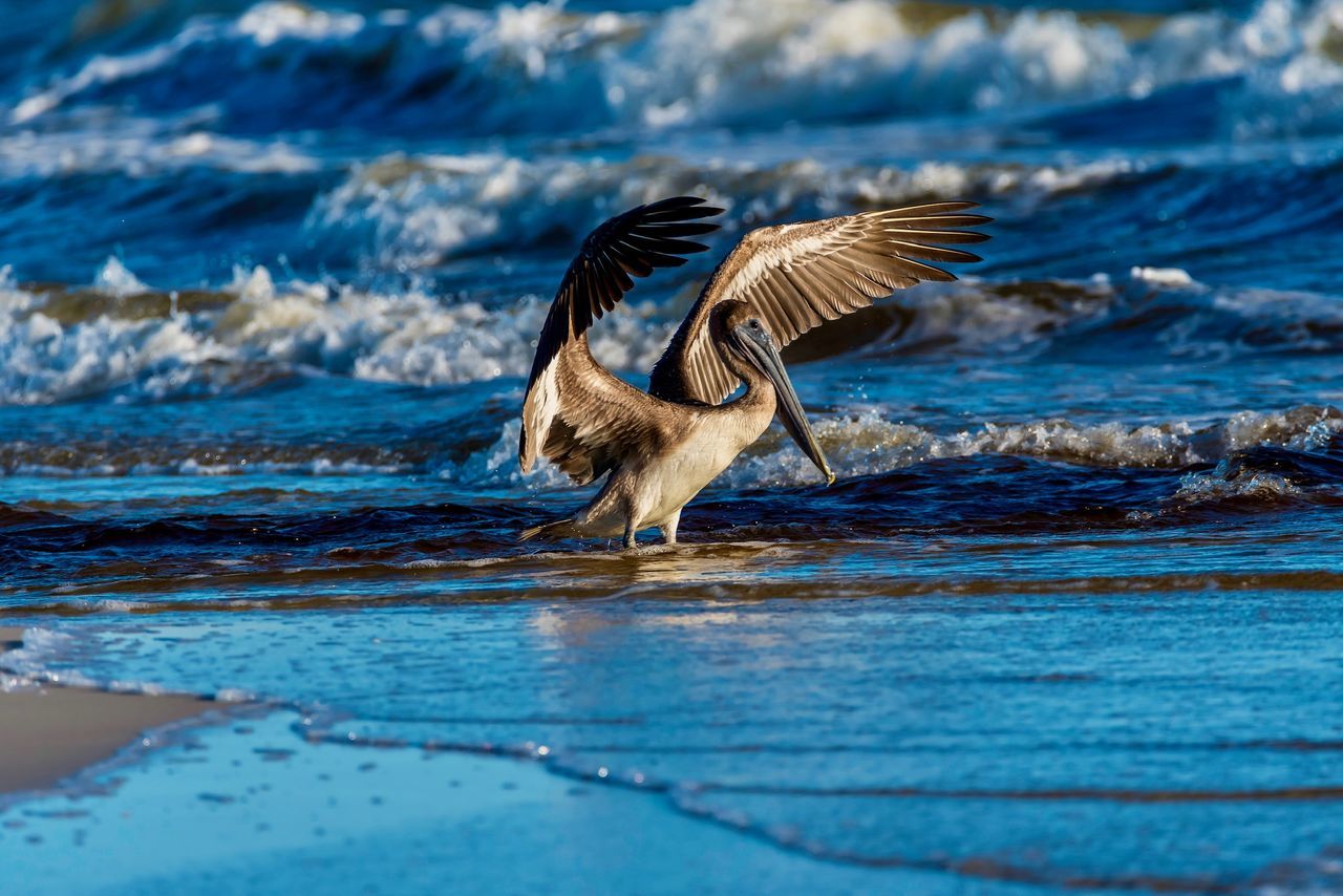 BIRD FLYING OVER THE SEA