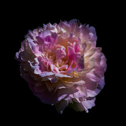 Close-up of pink rose flower against black background