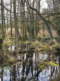 Scenic view of lake in forest