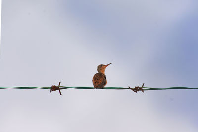 Low angle view of birds on barbed wire against sky