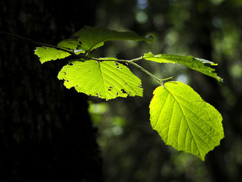 Close-up of leaves