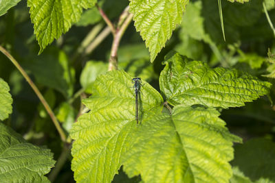 Close-up of insect on leaf