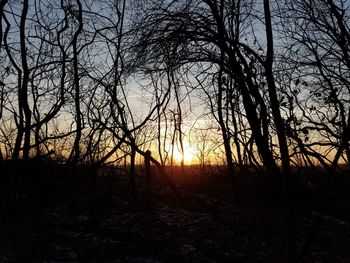 Silhouette of trees during sunset