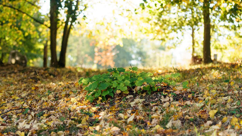 Autumn leaves on tree trunk in forest