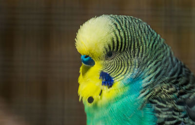 Close-up of parrot in cage