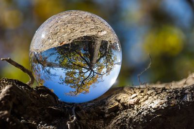 Close-up of reflection of tree