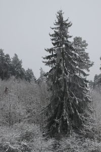 Trees in forest against clear sky