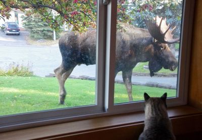 Close-up of cat looking through window