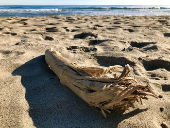 Close-up of driftwood on beach