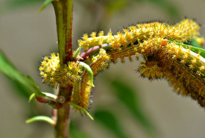 Close-up of insect on flower