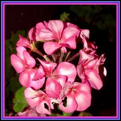 Close-up of pink flowers blooming outdoors