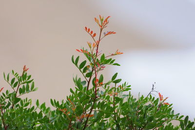 Close-up of plant against white background