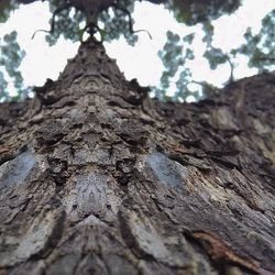 Close-up of tree trunk