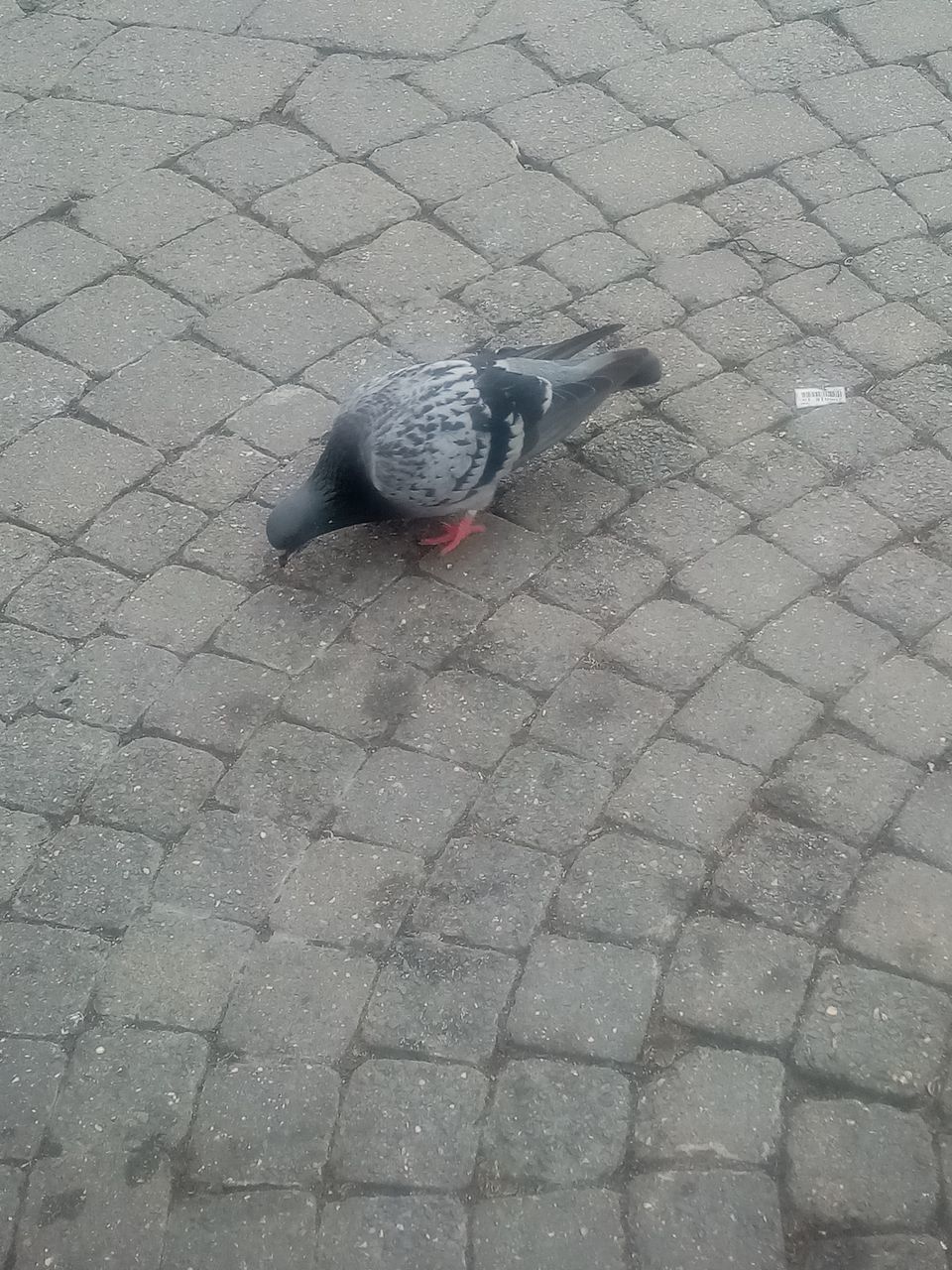 high angle view, road surface, footpath, animal themes, animal, bird, street, flooring, day, cobblestone, animal wildlife, wildlife, pigeon, paving stone, asphalt, one animal, no people, stone, city, sidewalk, outdoors, floor, pigeons and doves