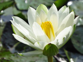 Close-up of white flowering plant