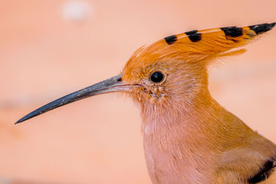 Close-up of a bird