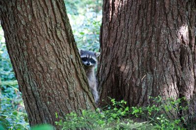 Squirrel on tree trunk in forest