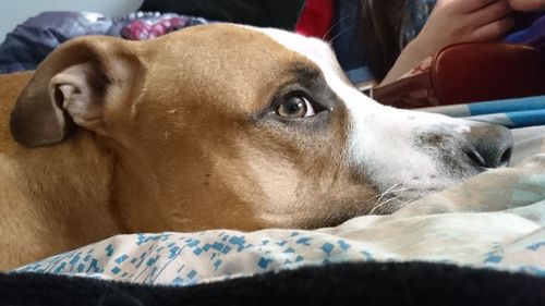 Close-up of dog lying on bed