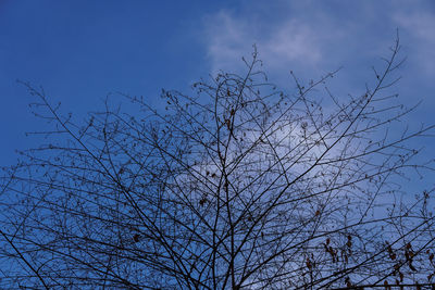 Low angle view of silhouette bare tree against blue sky