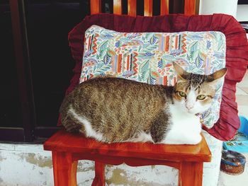 Portrait of cat sitting on chair