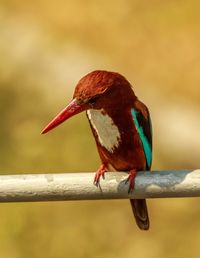 Close-up of bird perching on a railing