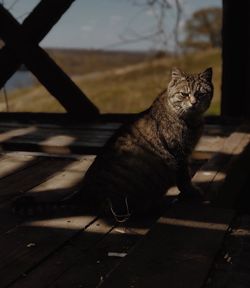 Cat sitting on wood