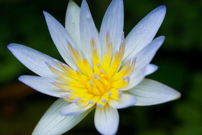 Close-up of yellow flower blooming outdoors