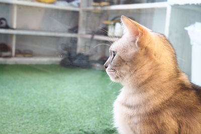 Close-up of a cat looking away