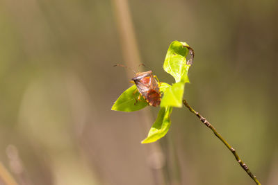 Close-up of insect on flower